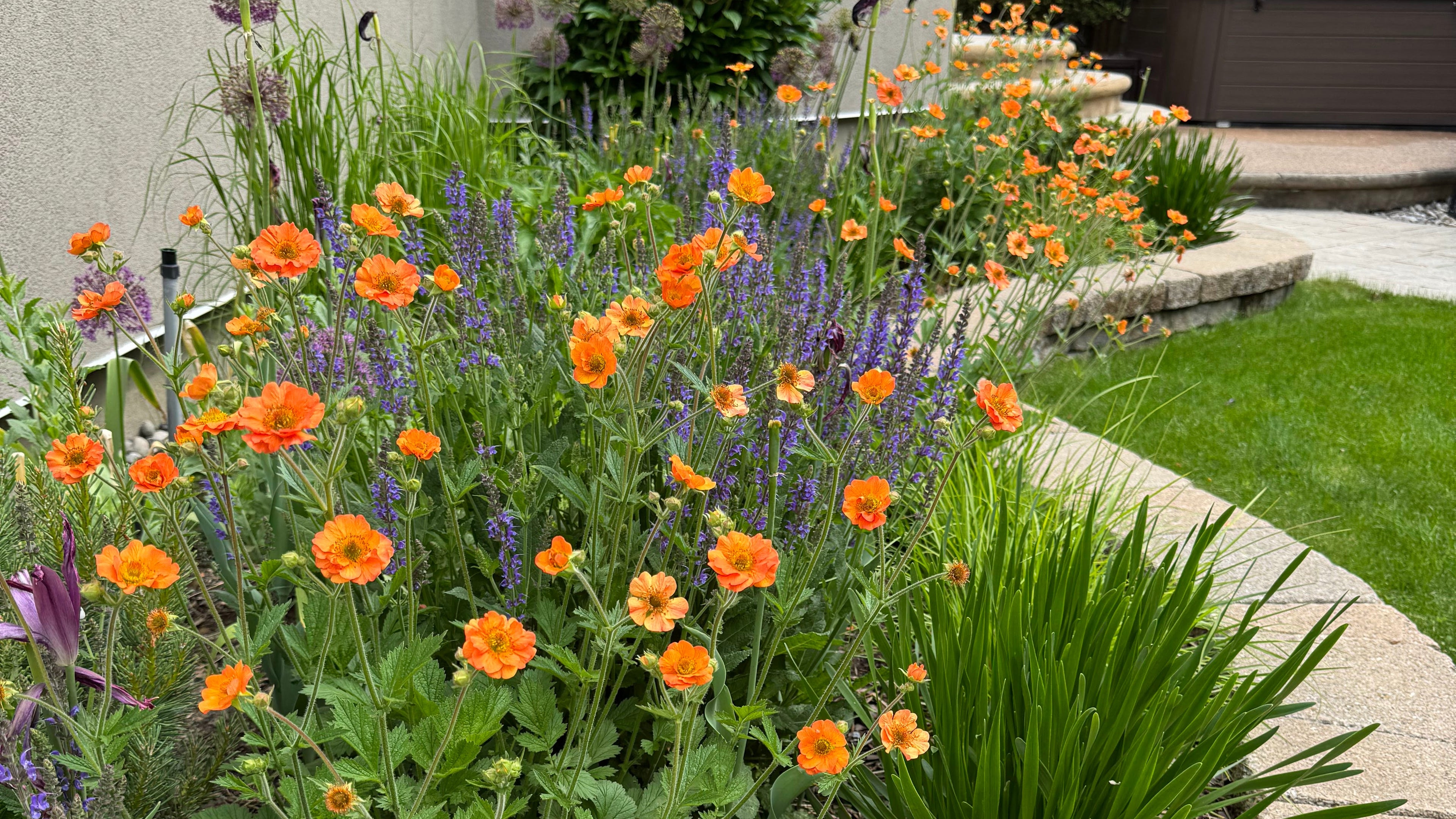 Garden with orange flowers and green plants in a residential area